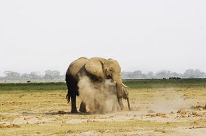 Elephant Dust Bath at Amboseli